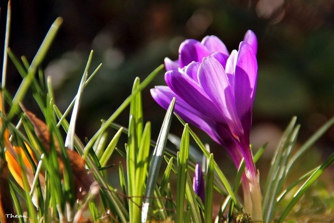 Обои картинки фото цветы, крокусы, первоцвет