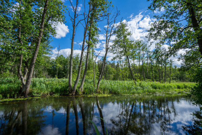 Обои картинки фото природа, реки, озера, река, лес