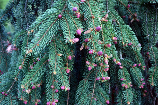 Обои картинки фото природа, шишки,  жёлуди,  каштаны, весна