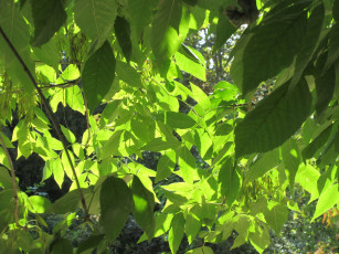 Картинка природа листья