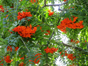 Картинка природа Ягоды +рябина оранжевые