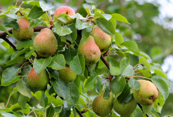 Картинка природа плоды урожай осень груша дача