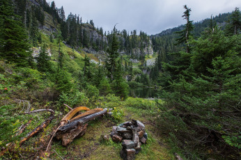 Картинка природа лес простор