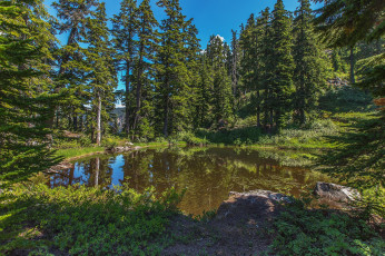 Картинка природа лес простор