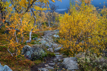 Картинка природа лес простор