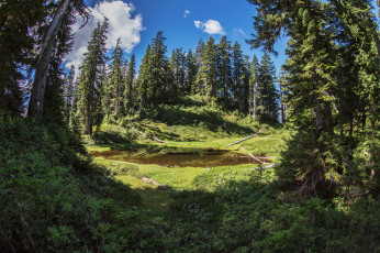 Картинка природа лес простор