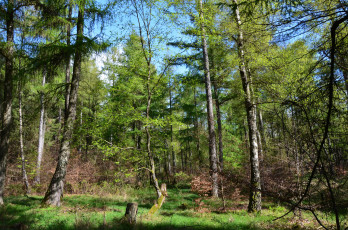 Картинка природа лес простор