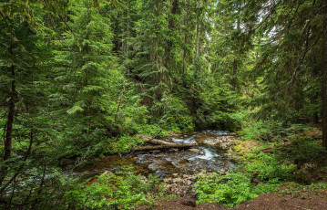 Картинка природа лес простор