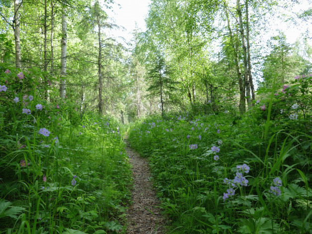 Обои картинки фото природа, дороги, простор