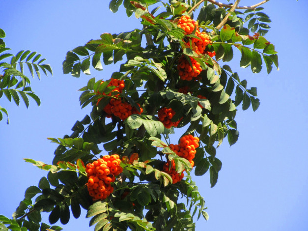 Обои картинки фото природа, Ягоды,  рябина, оранжевые