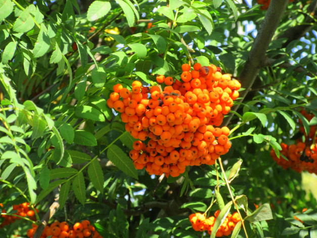 Обои картинки фото природа, Ягоды,  рябина, оранжевые