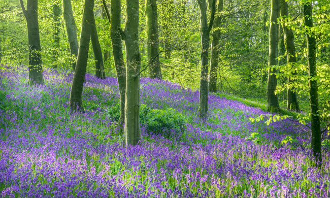 Обои картинки фото природа, лес, цветы, деревья