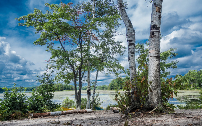 Обои картинки фото природа, деревья, простор