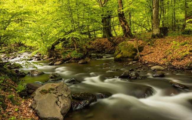 Обои картинки фото природа, реки, озера, камни, деревья, лес, река