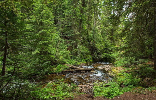 Обои картинки фото природа, лес, простор