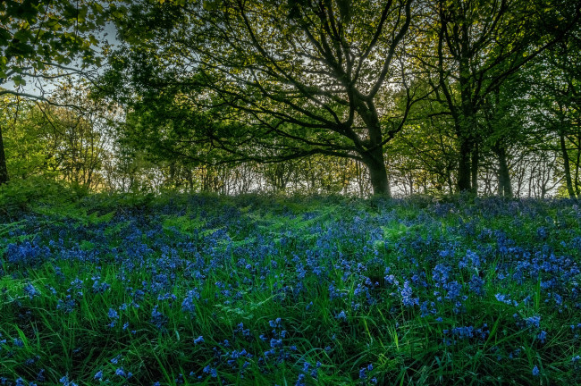 Обои картинки фото природа, лес, простор