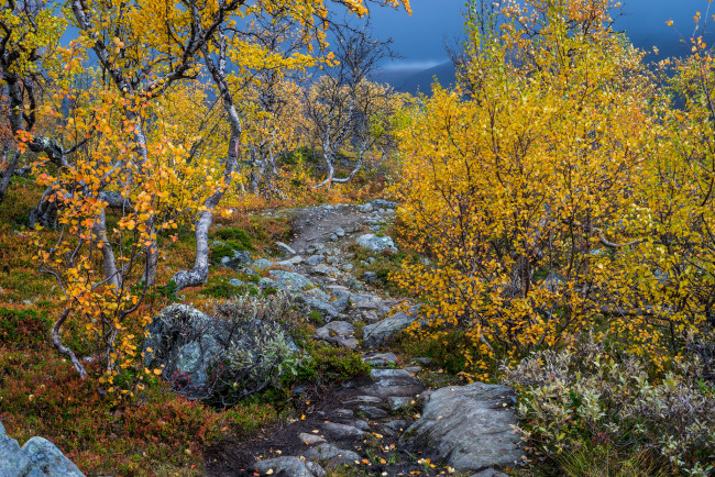 Обои картинки фото природа, лес, простор