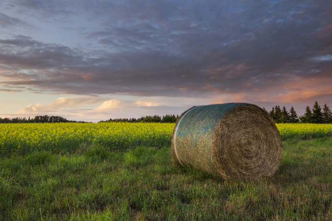 Обои картинки фото природа, поля, простор