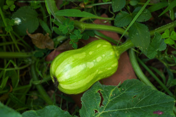 Картинка мускатная+тыква природа плоды мускатная тыква