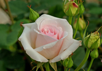 Картинка ophelia+hybrid+tea+rose цветы розы ophelia hybrid tea rose