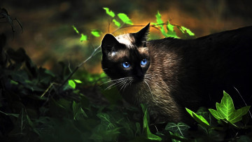 Картинка разное компьютерный+дизайн кот листья