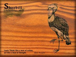 обоя рисованное, животные,  птицы, птица, цапля, надписи