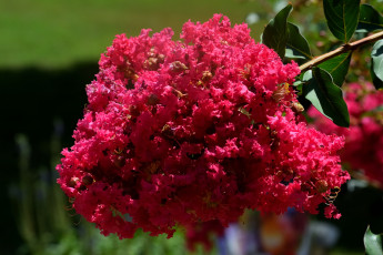 обоя цветы, лагерстрёмия , индийская сирень, цветущая, ветка