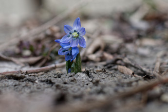 обоя цветы, подснежники,  белоцветники,  пролески, пролеска