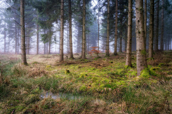 Картинка природа лес деревья туман мох лужа