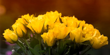 обоя цветы, розы, желтые, букет