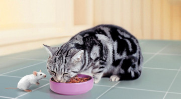 обоя животные, разные вместе, кошка, мышь, еда, миска