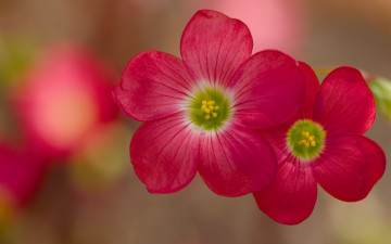 обоя кислица, цветы