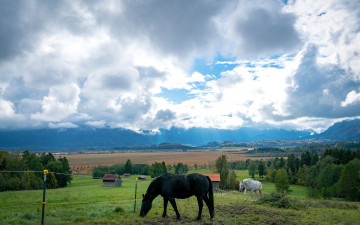 обоя животные, лошади, луга, рощи, поле, небо, облака