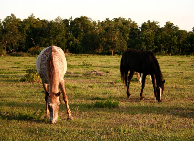 Обои картинки фото животные, лошади, пастбище, луг, деревья