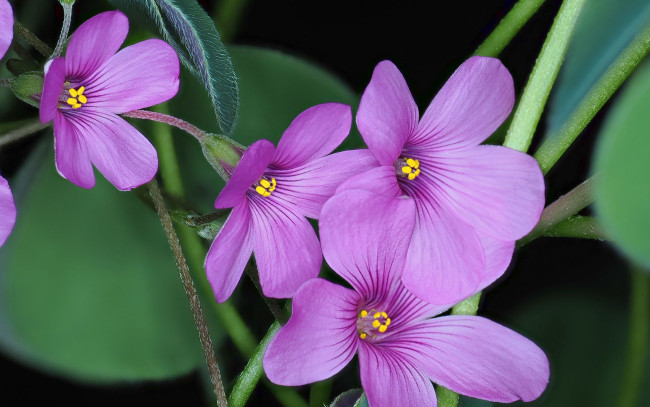 Обои картинки фото цветы, макро