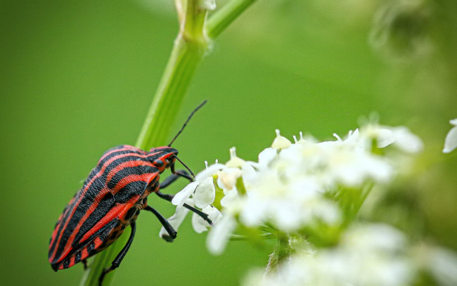 Обои картинки фото животные, насекомые, жук, цветы, стебель