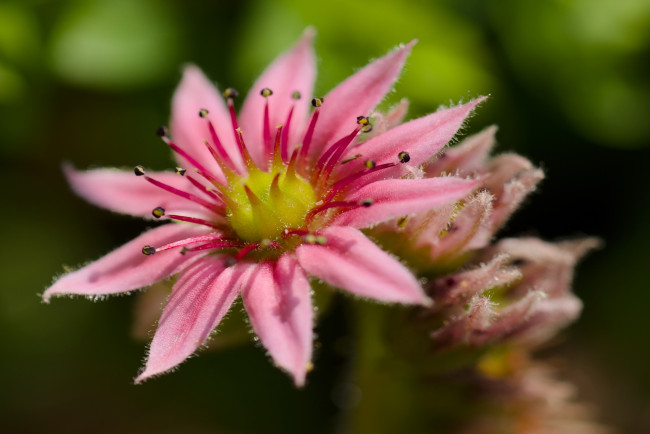 Обои картинки фото sempervivum, молодило, цветы