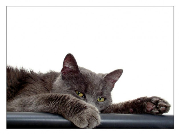 Обои картинки фото животные, коты