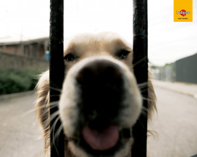 Картинка бренды pedigree