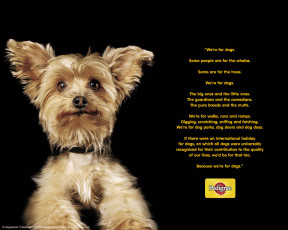 Картинка бренды pedigree