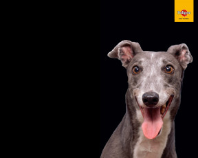 Картинка бренды pedigree