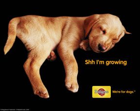 Картинка бренды pedigree