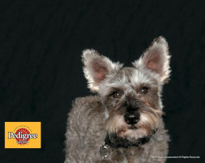 Картинка бренды pedigree