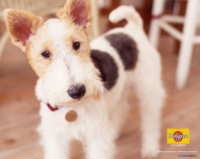 Картинка бренды pedigree