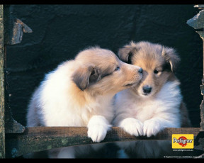 Картинка бренды pedigree