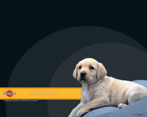 Картинка бренды pedigree