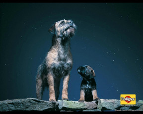 Картинка бренды pedigree