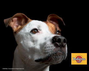 Картинка бренды pedigree