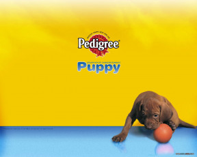 Картинка бренды pedigree