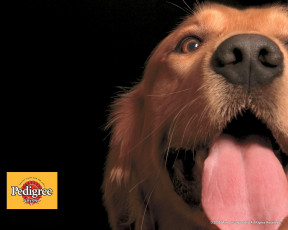 Картинка бренды pedigree